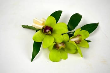 boutonnieres-corsages-orchid
