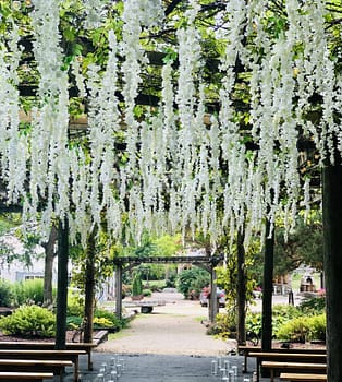 Hanging wisteria Minnesota wedding florist near northfield