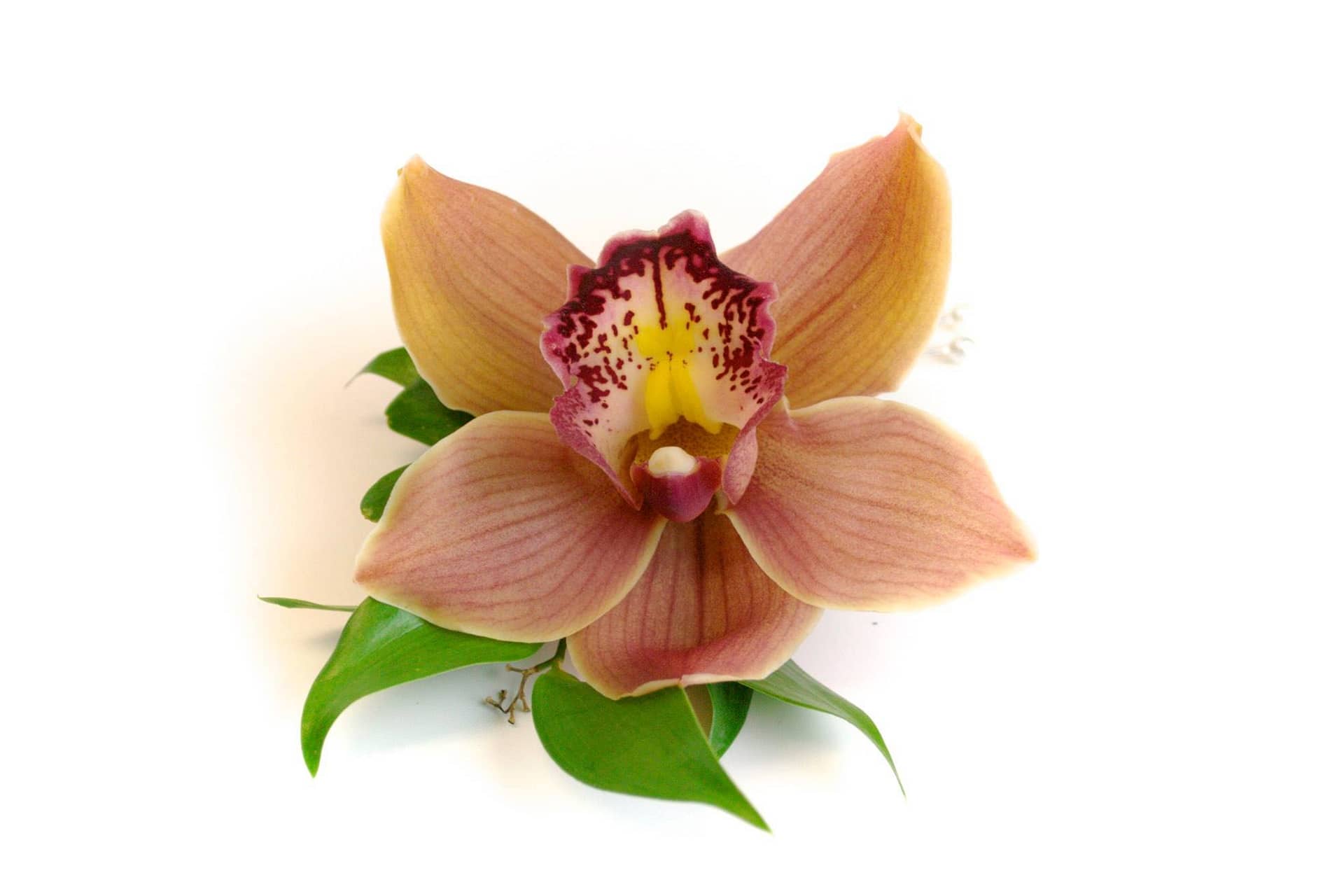 wedding-boutonnieres-corsages-minneapolis-mn-orchid